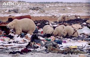 polar-bears-scavenging-on-rubbish-dump