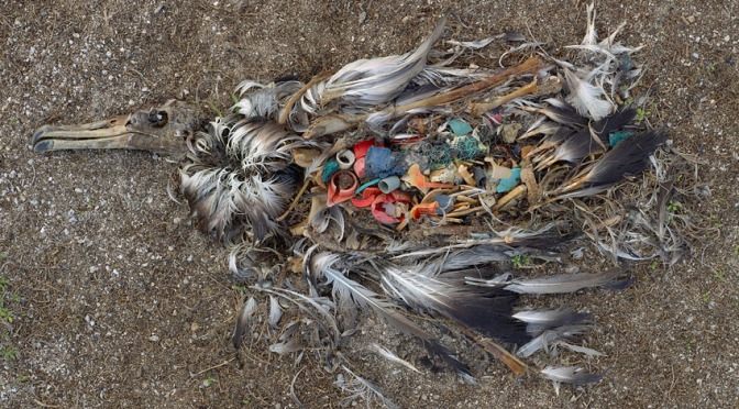 Plastic albatrosses: a photography project
