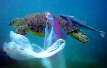 turtle-and-plastic-bag